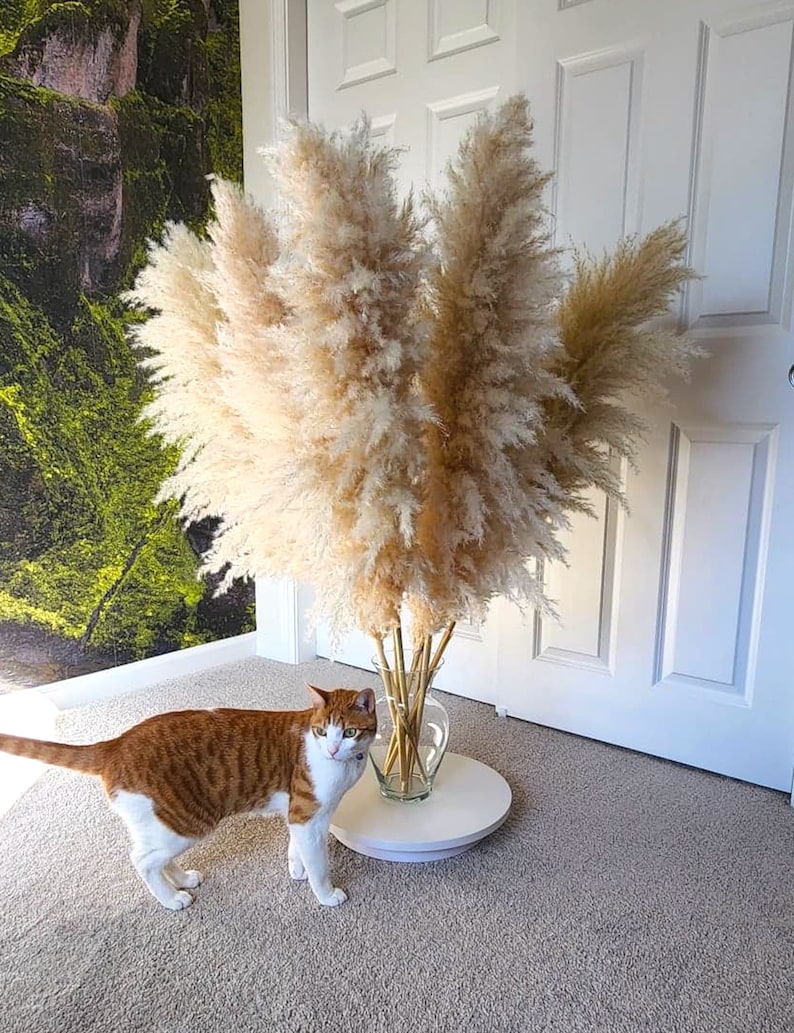 5 Stems TALL PAMPAS GRASS 2-4ft | Grand Sale