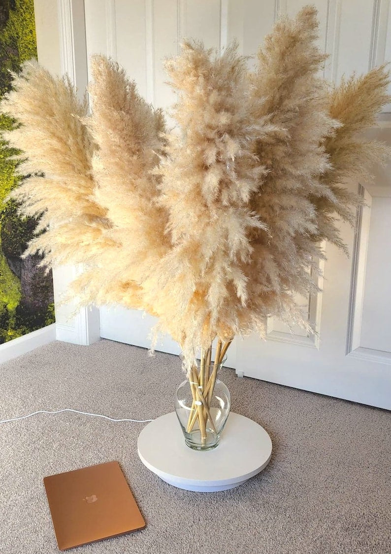 5 Stems TALL PAMPAS GRASS 2-4ft | Grand Sale